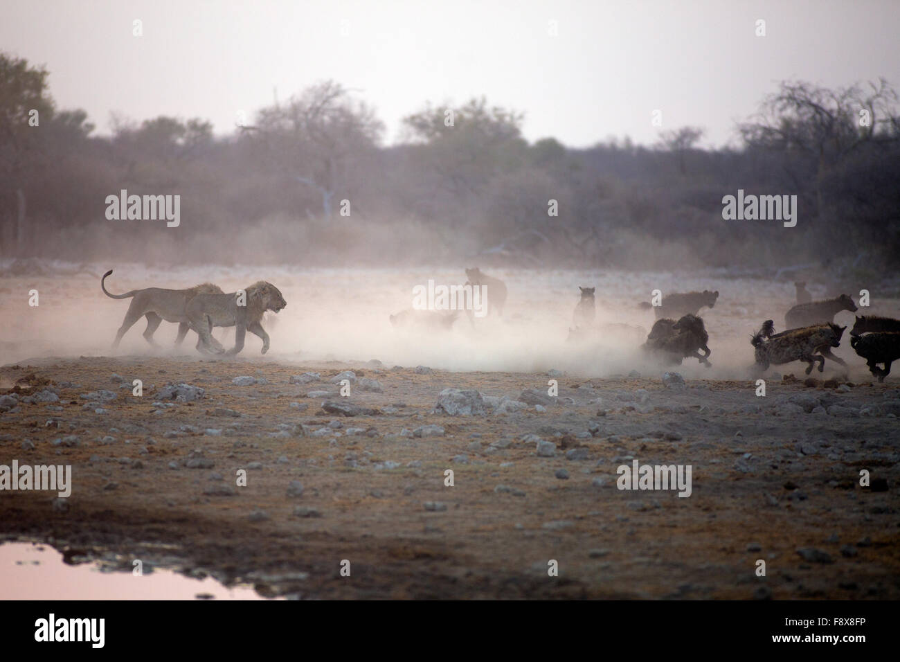 Deux jeunes lions d'essayer de récupérer leur proie de l'hyènes. Parc National d'Etosha, Namibie. Banque D'Images