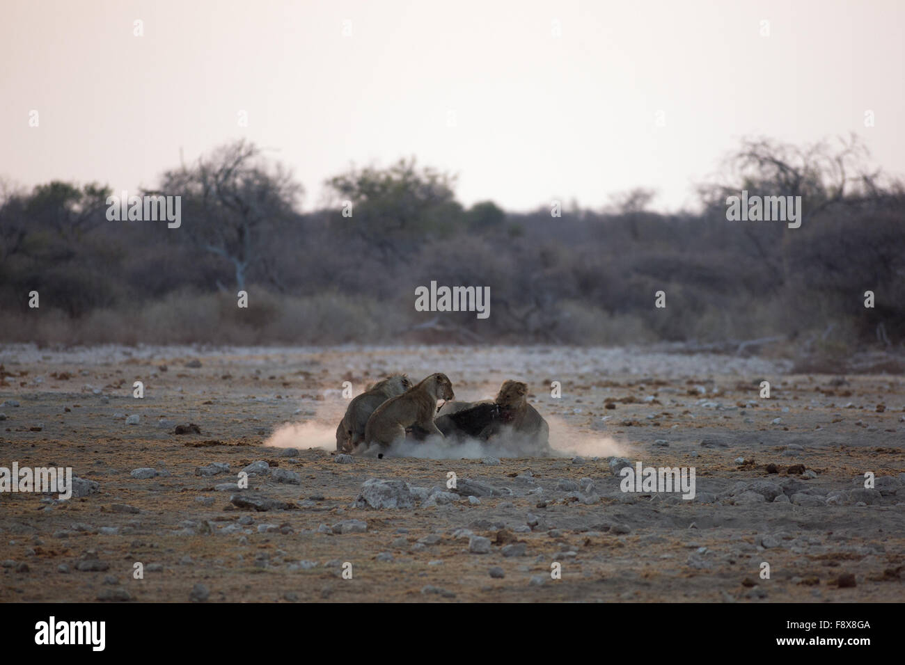 Les Lions se nourrir une antilope carcasse au lever du soleil. Parc National d'Etosha, Namibie Banque D'Images