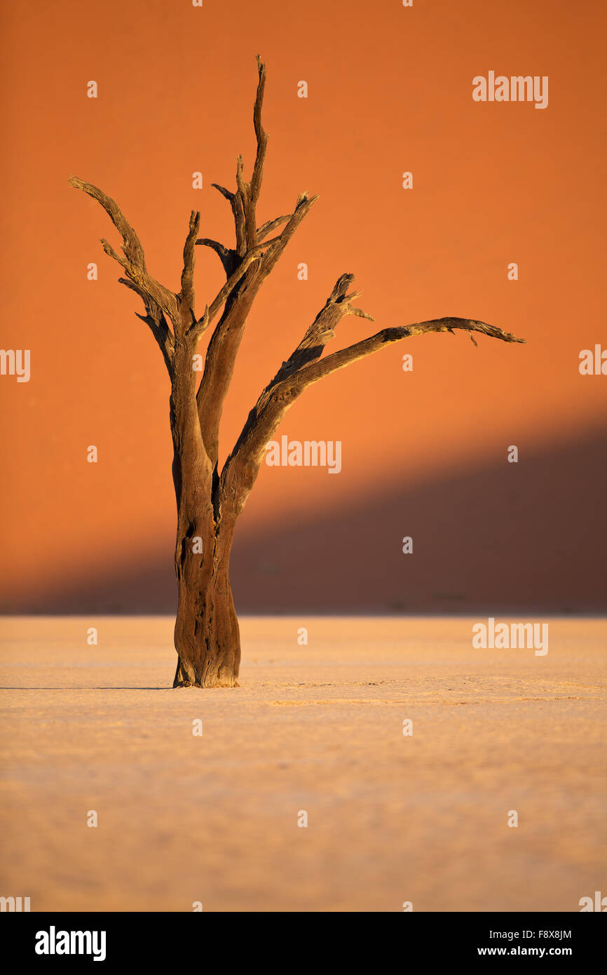 Un Acacia erioloba arbre au milieu du Deadvlei pan, Sossusvlei, Namibie Namib Naukluft Park, Banque D'Images