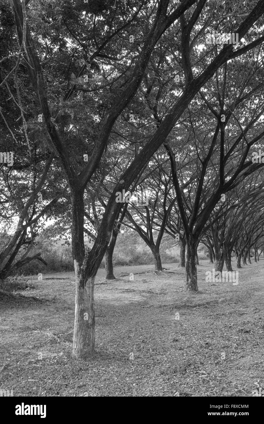 Samanea saman, Big rain tree (noir et blanc) Banque D'Images