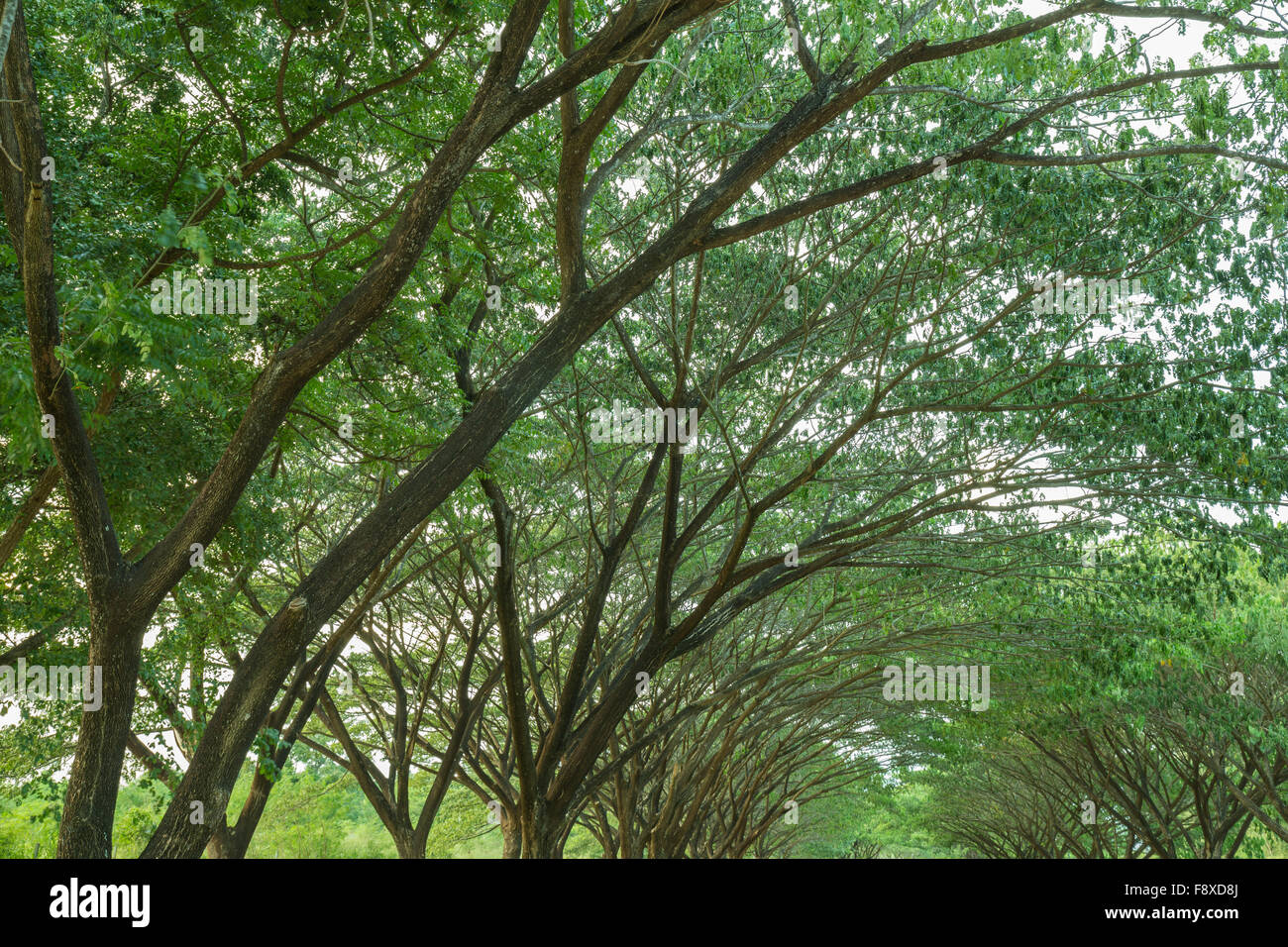 La succursale de Samanea saman, Big rain tree Banque D'Images