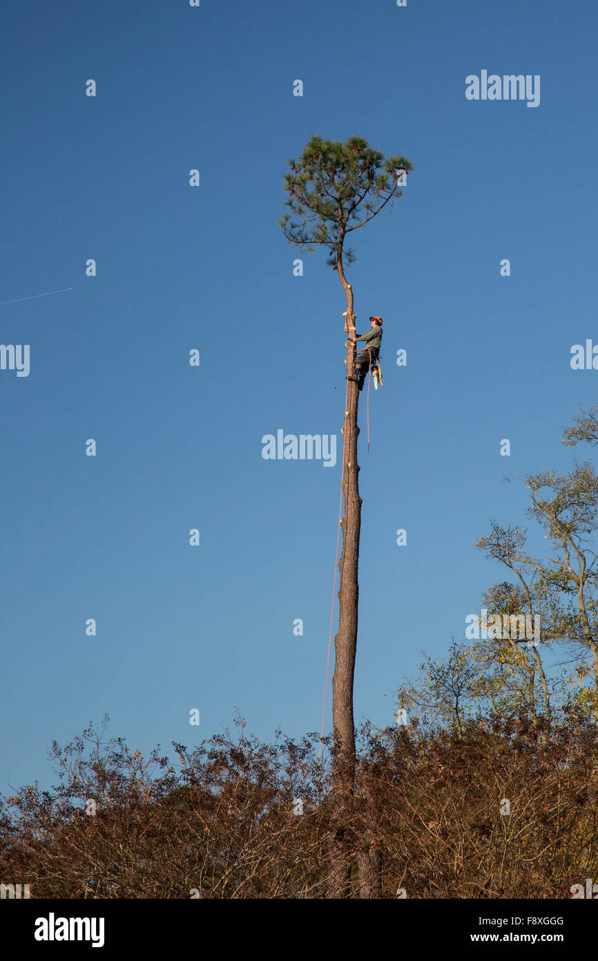 Williamsburg, Virginie - un travailleur se prépare au haut d'un arbre. Banque D'Images