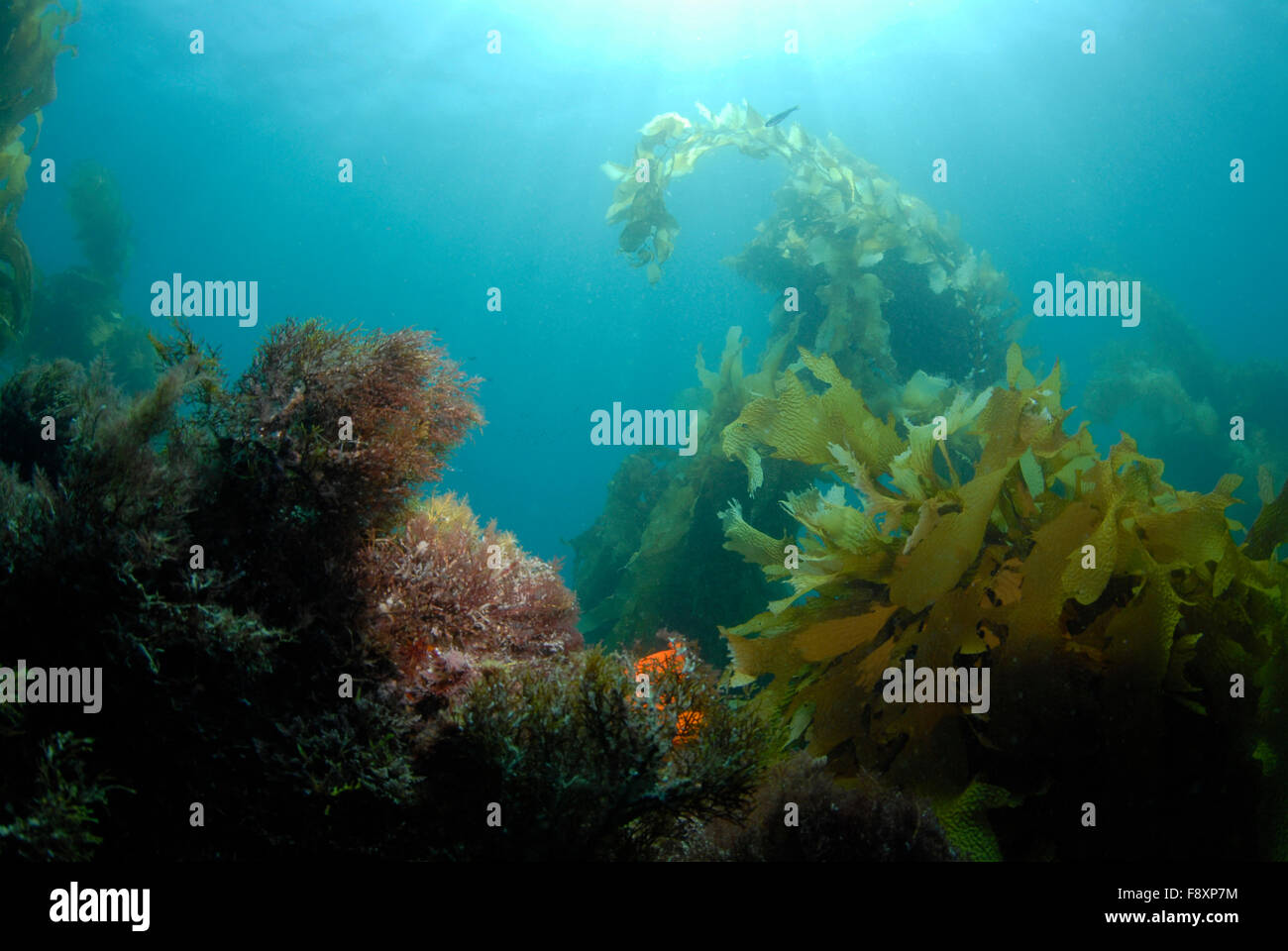 L'Underwater World Banque D'Images