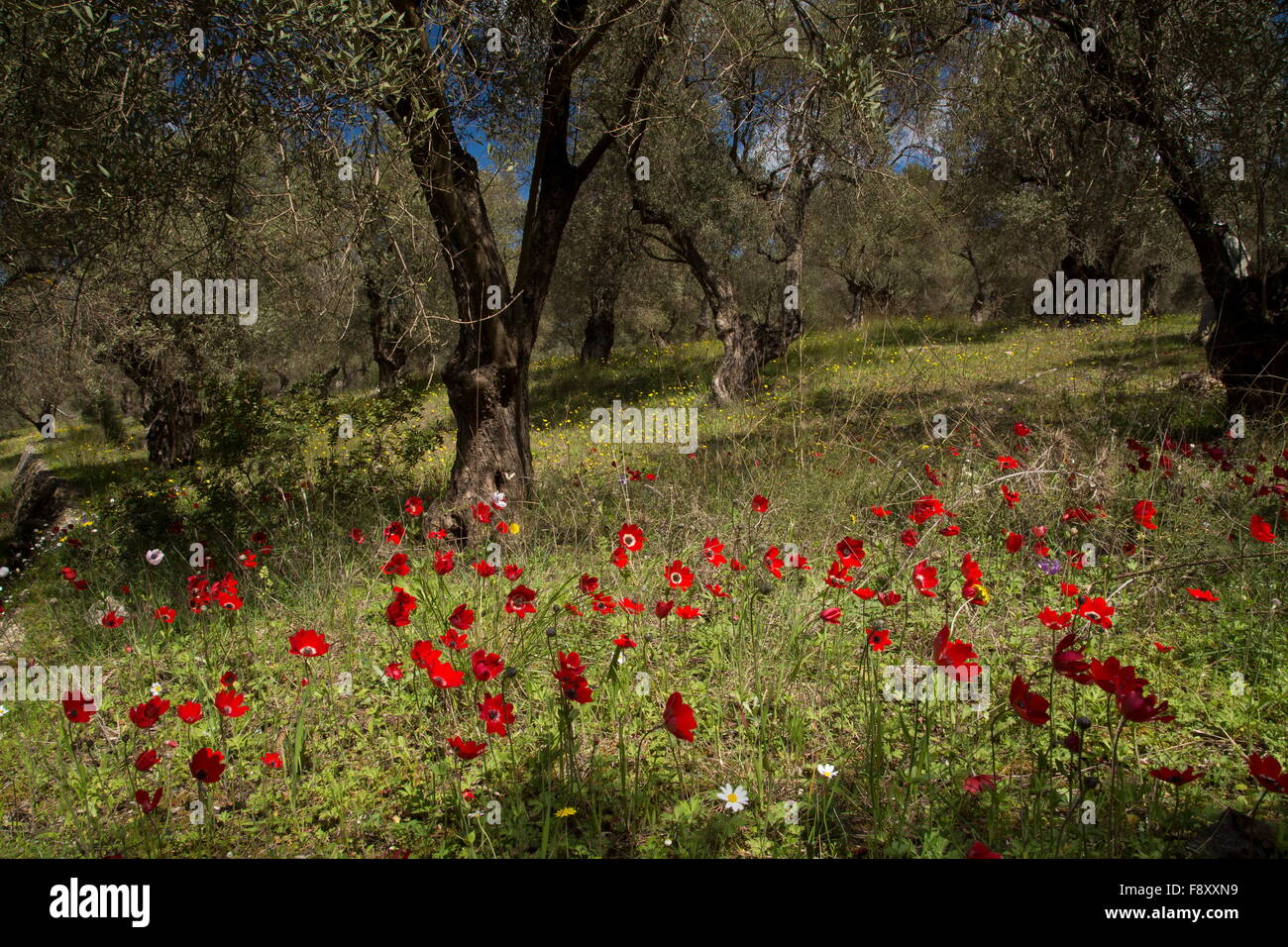 Fleurs de Printemps, surtout dans les anémones, paon ancienne oliveraie, Lesbos, Grèce Banque D'Images