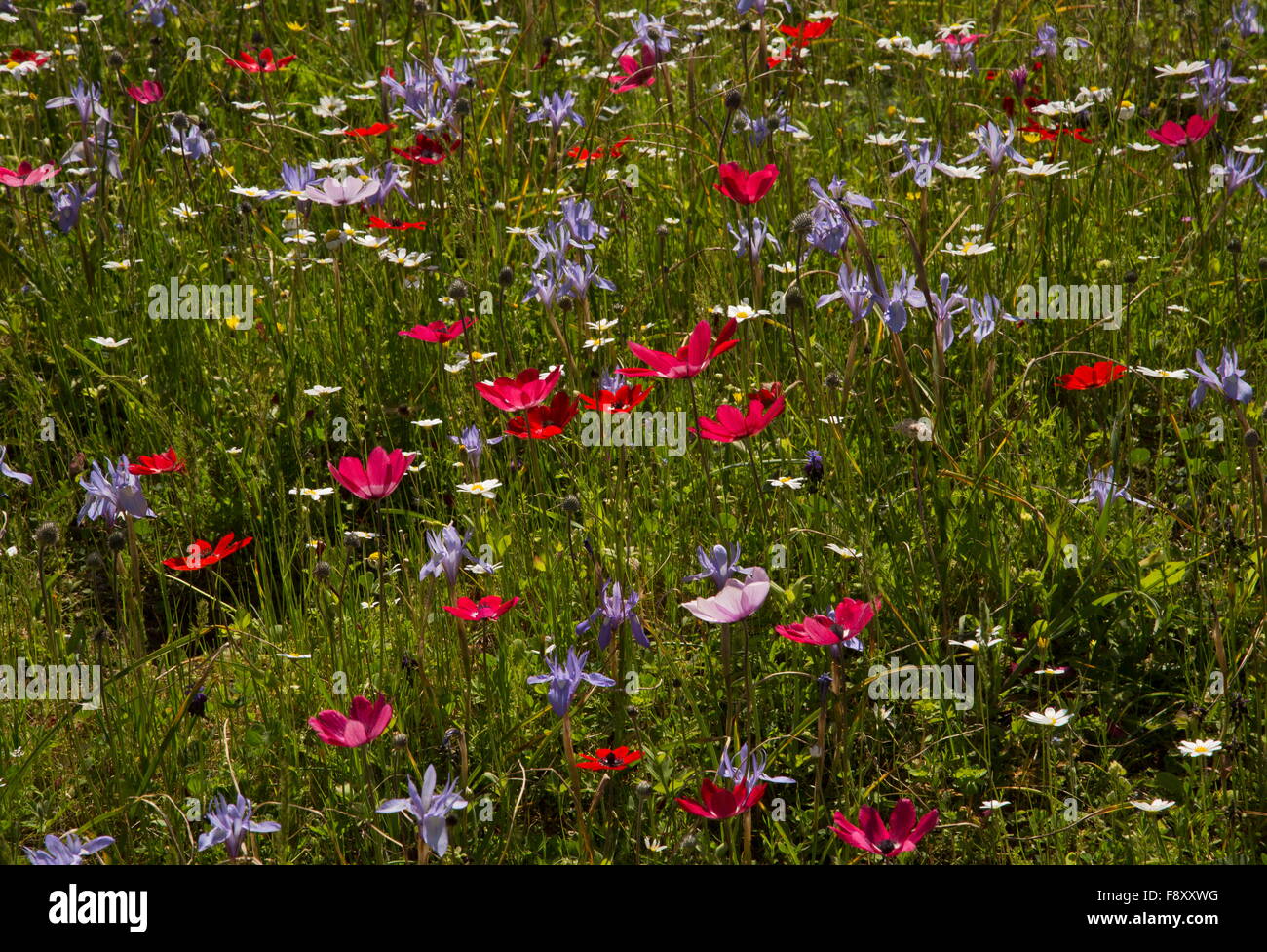 Fleurs de Printemps, surtout les anémones, et certains peacock écrou barbarie etc, dans de vieux oliviers, Lesbos, Grèce. Banque D'Images