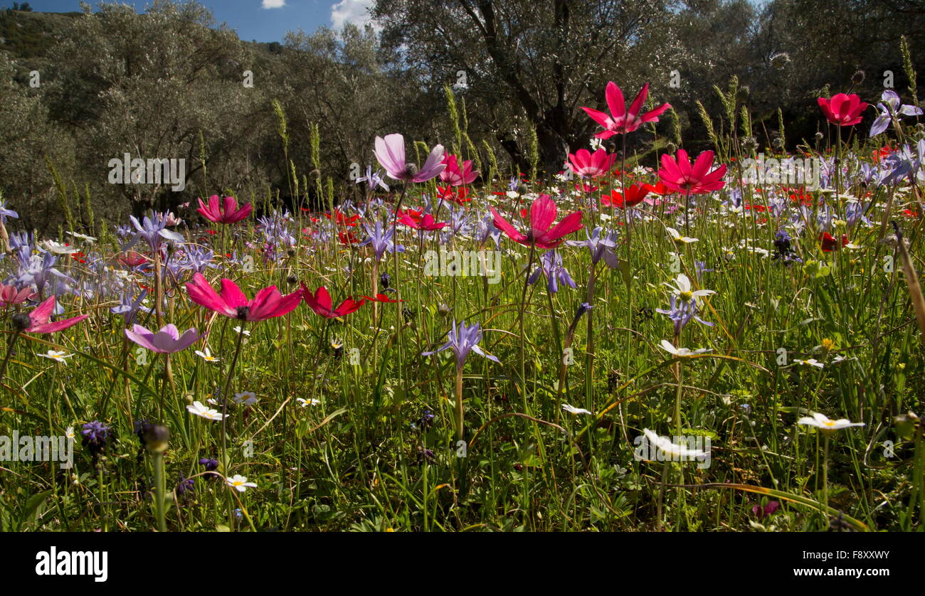 Fleurs de Printemps, surtout les anémones, et certains peacock écrou barbarie etc, dans de vieux oliviers, Lesbos, Grèce. Banque D'Images