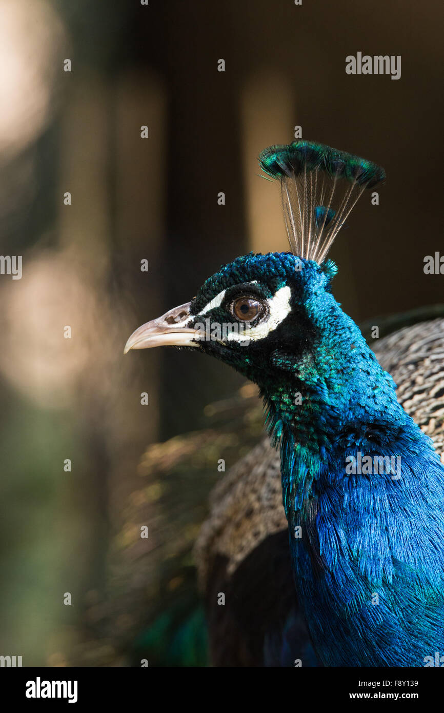 À la pelouse du parc paons avec fond vert et marron Banque D'Images