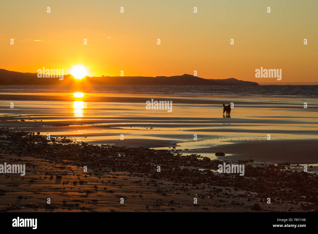 Un chien marcher au bord d'une plage au coucher du soleil Banque D'Images