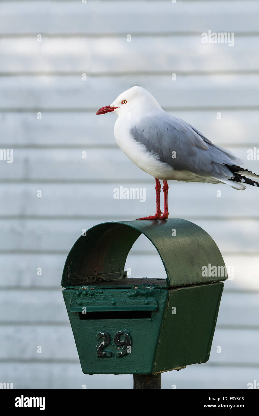 Mouette à la boîte aux lettres à l'après-midi et fond blanc. Banque D'Images