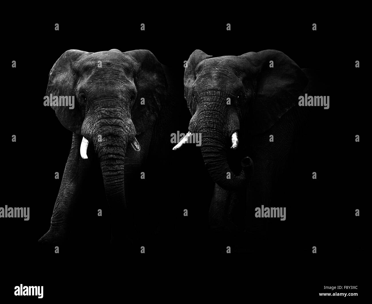 Abstract image en noir et blanc de deux taureaux d'éléphants d'Afrique. Banque D'Images