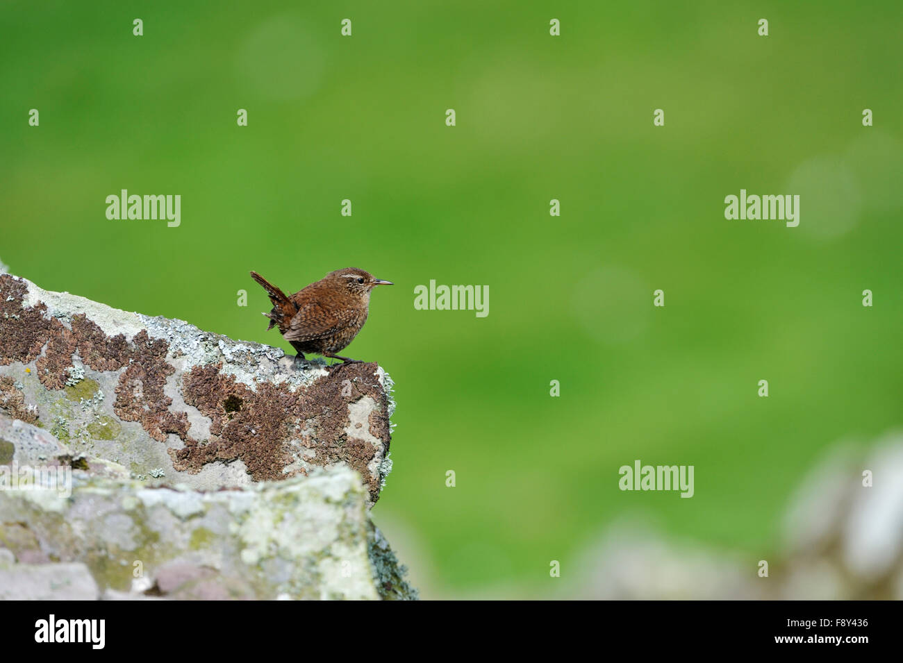 Shetland Wren (Troglodytes troglodytes zetlandicus), Royaume-Uni Banque D'Images