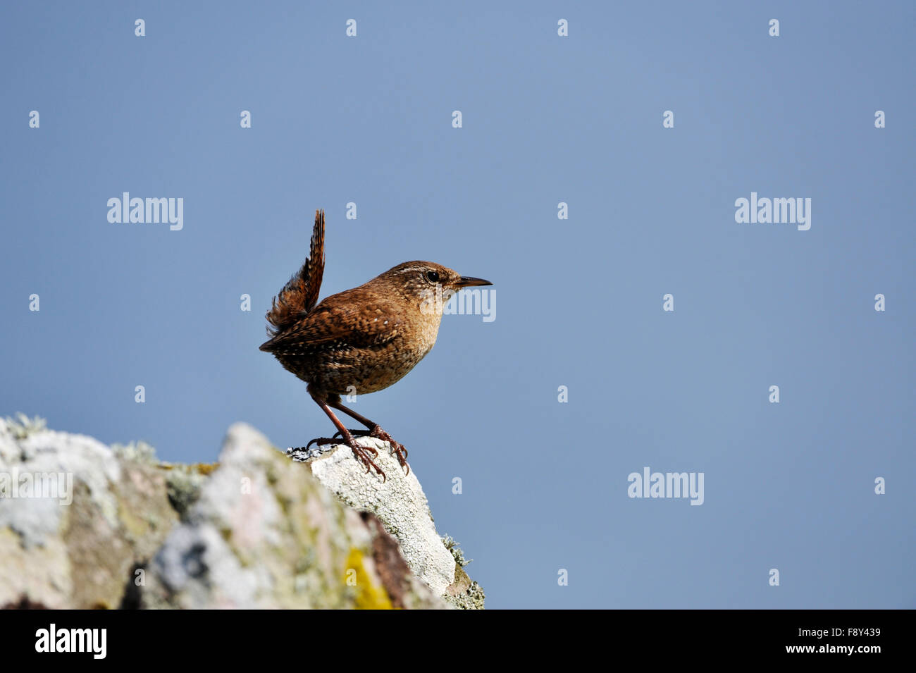 Shetland Wren (Troglodytes troglodytes zetlandicus), Royaume-Uni Banque D'Images