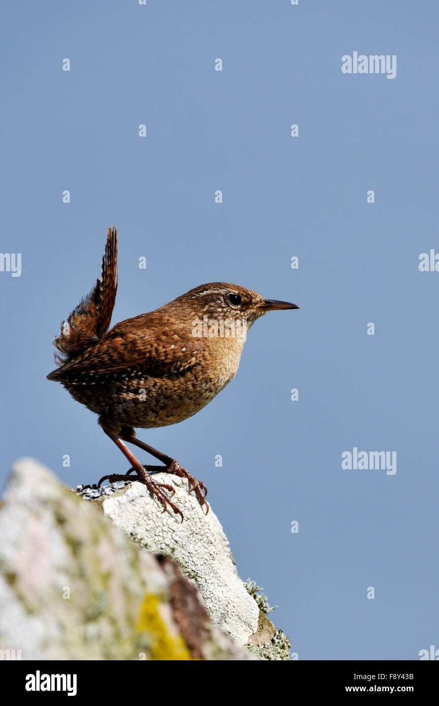 Shetland Wren (Troglodytes troglodytes zetlandicus), Royaume-Uni Banque D'Images