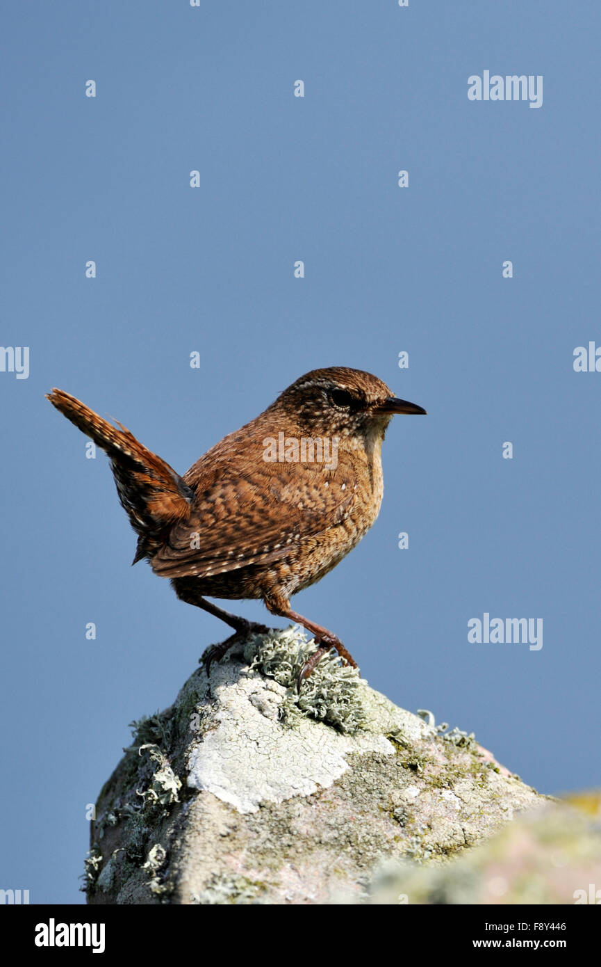 Shetland Wren (Troglodytes troglodytes zetlandicus), Royaume-Uni Banque D'Images