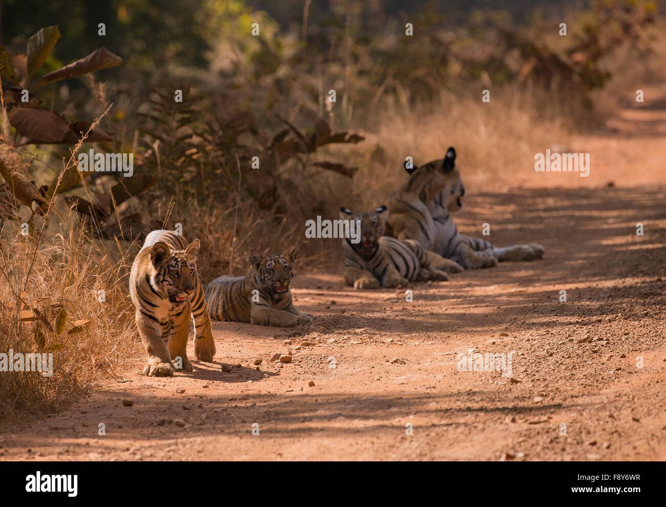 Un tigre du Bengale avec oursons dans Tadoba Andhari Tiger Réserver Banque D'Images