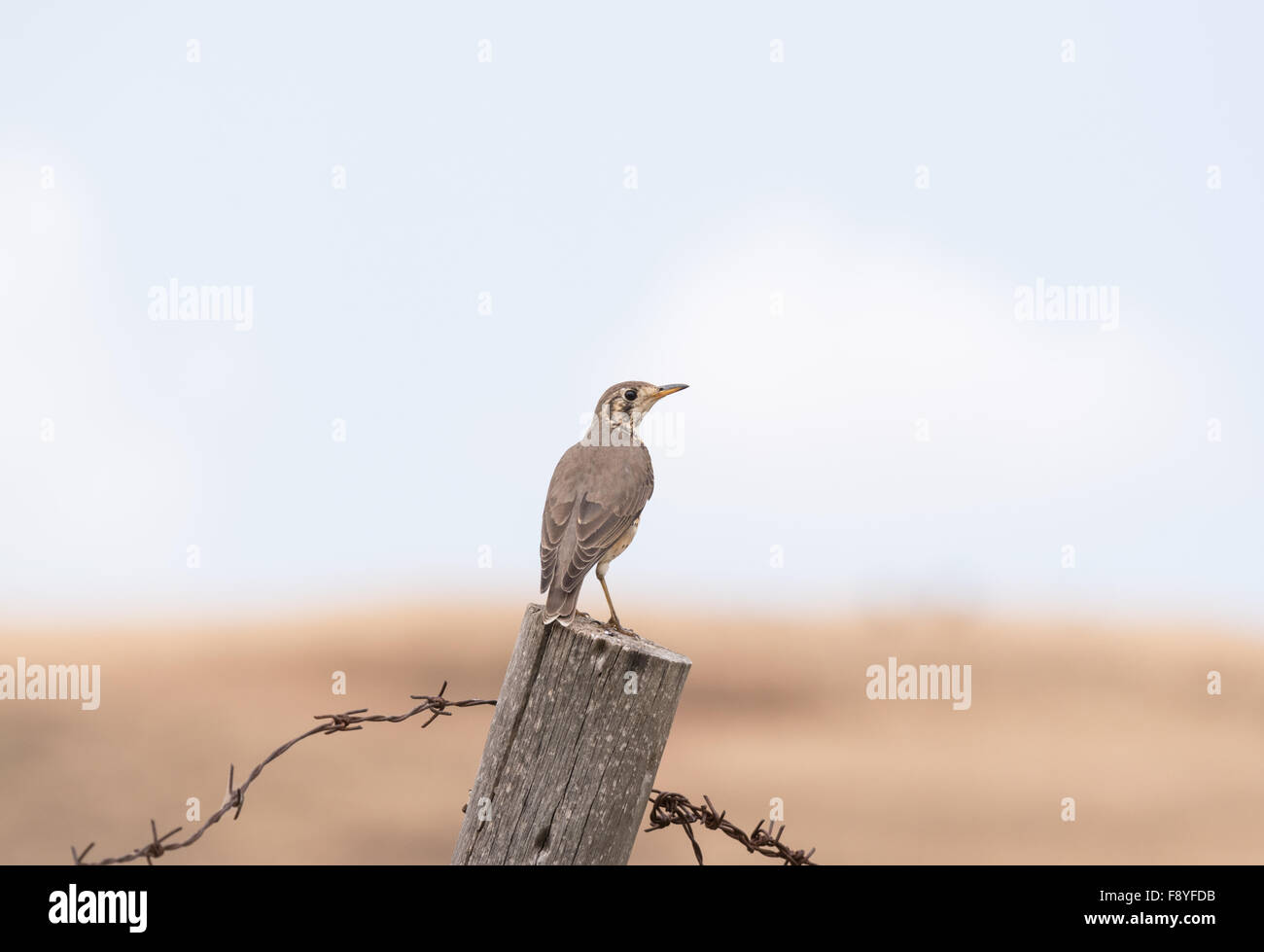 Un Longclaw Abyssin perché sur un piquet de clôture dans la vallée, de l'Éthiopie. Jemma Un oiseau endémique de l'Éthiopie Banque D'Images