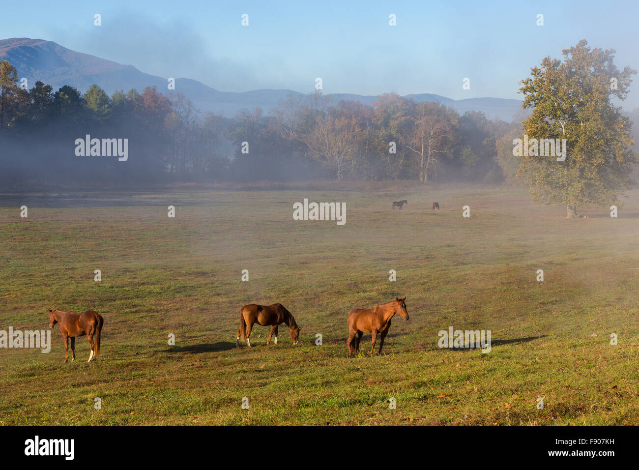 En regardant les chevaux au petit matin sur la Cades Cove dans le Great Smoky Mountains National Park Utah Banque D'Images
