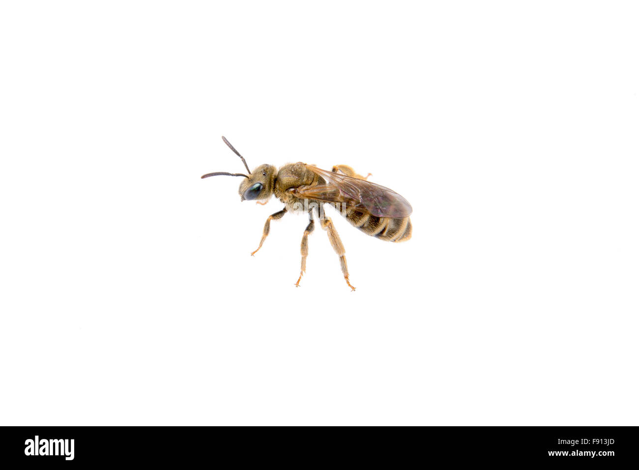Insecte noir à rayures jaune isolé sur fond blanc Banque D'Images