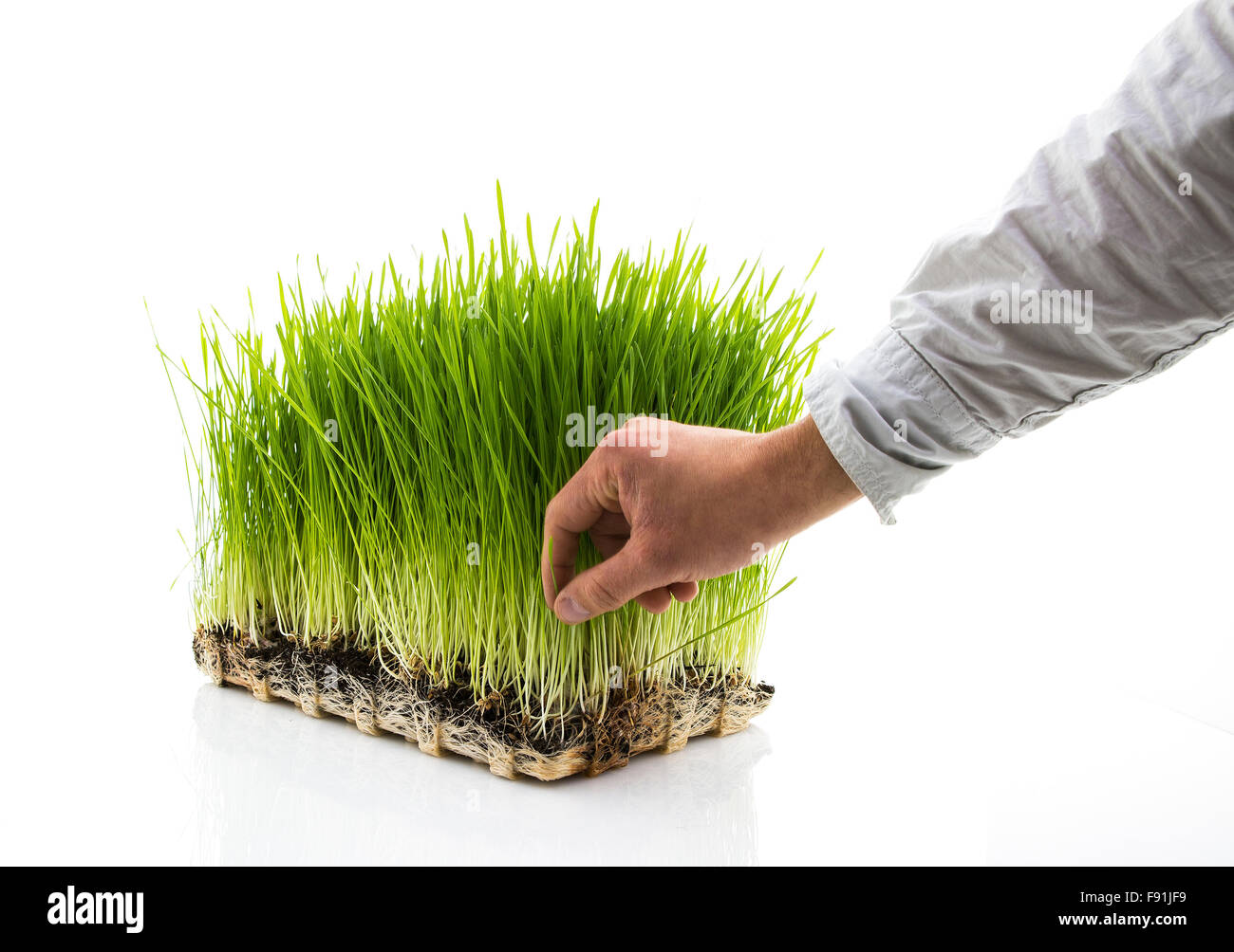 L'homme prend l'agropyre cultivés sur un fond blanc Banque D'Images