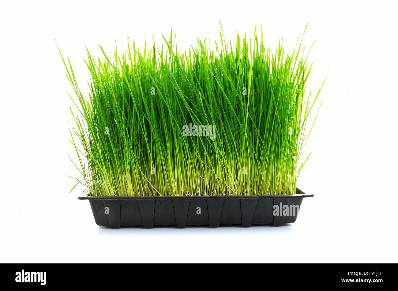 Bac nutritif de l'agropyre cultivés sur un fond blanc Banque D'Images