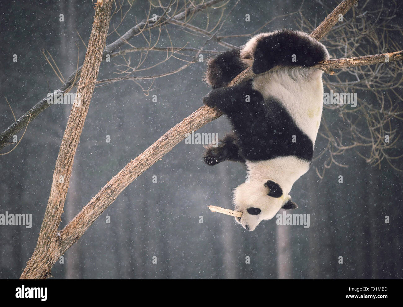 Beijing, Chine, province de Jilin. 9Th Mar, 2015. Panda géant Meng Meng joue sur un arbre à la base de l'élevage Siberian Tiger à Changchun, Jilin Province du nord-est de la Chine, le 9 décembre 2015. Deux pandas géants Jia Jia et Meng Meng installés dans la base de la reproduction en juin 2015 et restera pendant trois ans à la fois pour la consultation du public et la recherche scientifique, où il y a l'extrême nord un panda a résidé pendant une longue période en Chine, une région généralement évitées en raison de ses hivers froids, avec les espèces préférant les habitats les plus chauds dans le sud-ouest de la province chinoise du Sichuan. © Xu Chang/Xinhua/Alamy Live News Banque D'Images