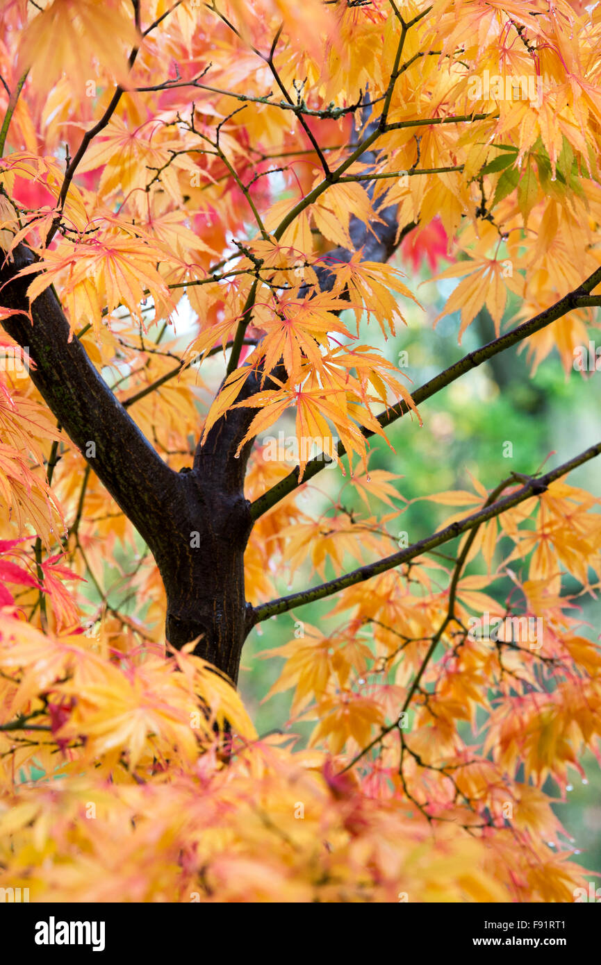 Acer palmatum 'Elegans'. En automne de l'érable japonais Banque D'Images