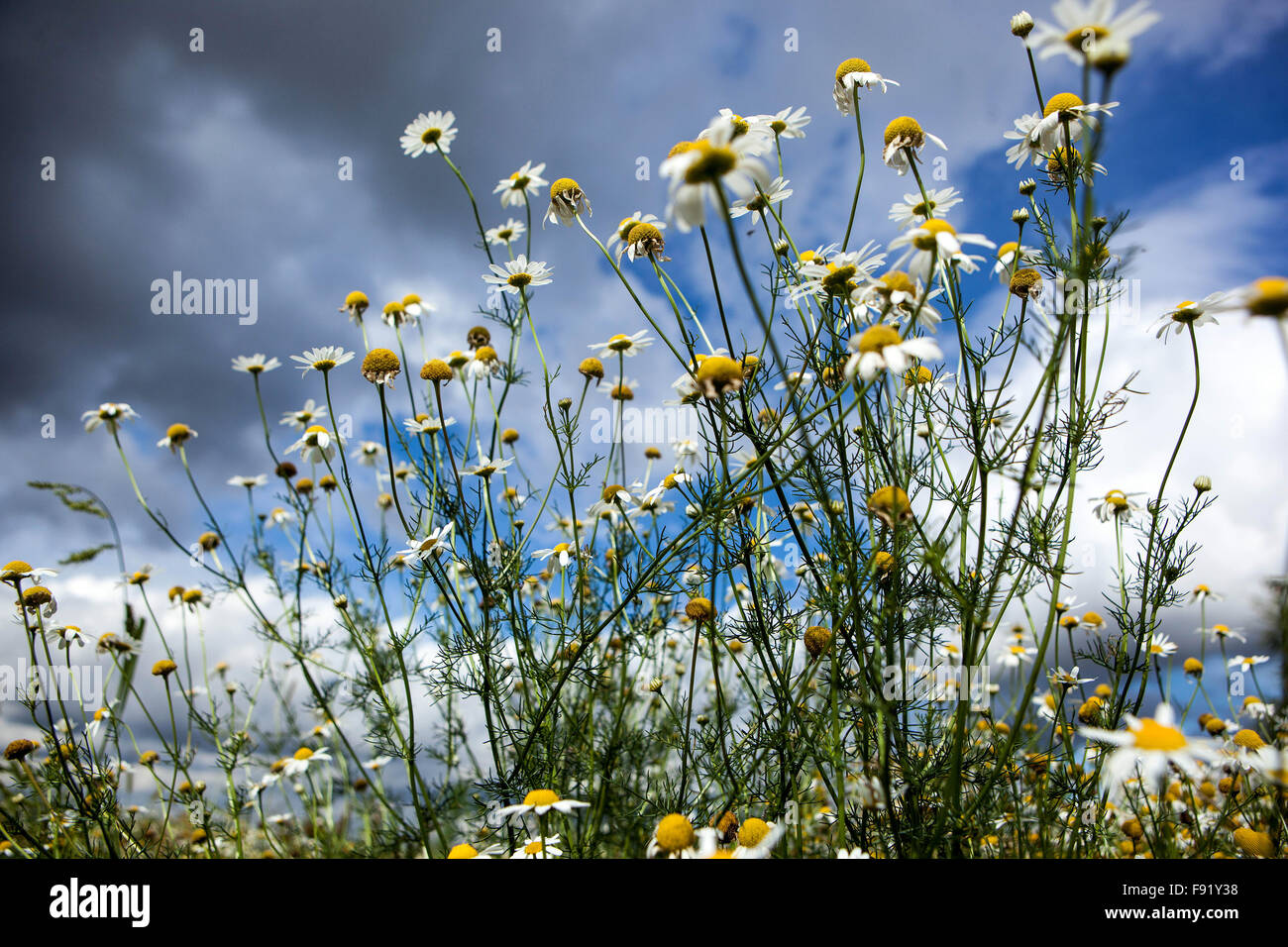 Anthemis arvensis Camomille Maïs, Nice Fleurs sauvages ciel bleu Banque D'Images