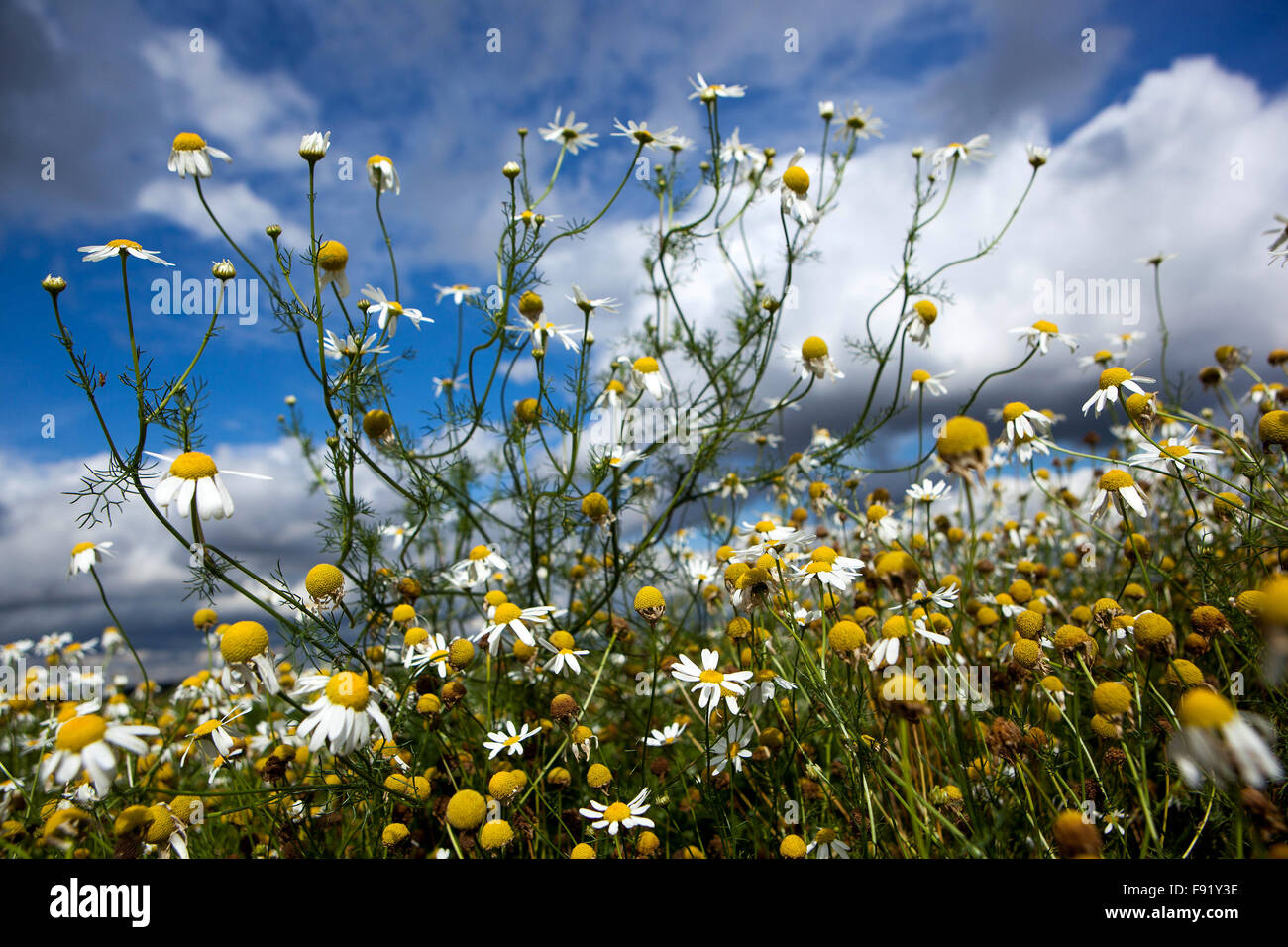 Anthemis arvensis Camomille Maïs, Nice Fleurs sauvages ciel bleu Banque D'Images