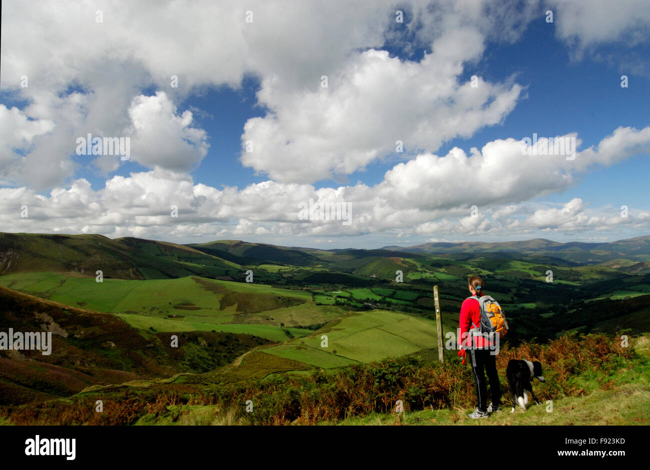 Femme marcheur et chien regardant la vue sur les collines ondoyantes, Machynlleth Banque D'Images