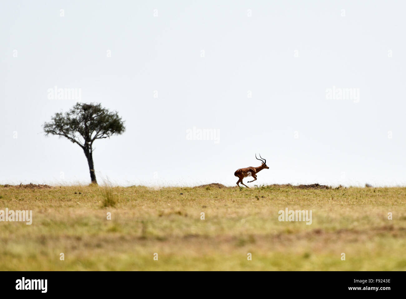 (151213) -- le Masai Mara, 13 déc 2015 (Xinhua) -- une antilope bondit sur la savane au Kenya Masai Mara National Reserve, le 15 août, 2015. En tant que pays, le Kenya possède une vaste zone de terres consacrées à des habitats fauniques. Le tropical humide et sec a créé une vaste savane tropicale pour le Kenya et pour les animaux sauvages à faire frémir. En retour, la grande savane et la faune diversifiée conduit le pays d'une réputation mondiale. Seul dans le Masai Mara National Reserve, il y a environ 95 espèces de mammifères et 450 espèces d'oiseaux. Tous les cinq des "cinq grands" le gibier de l'Afrique, qui est le lion, léopard Banque D'Images
