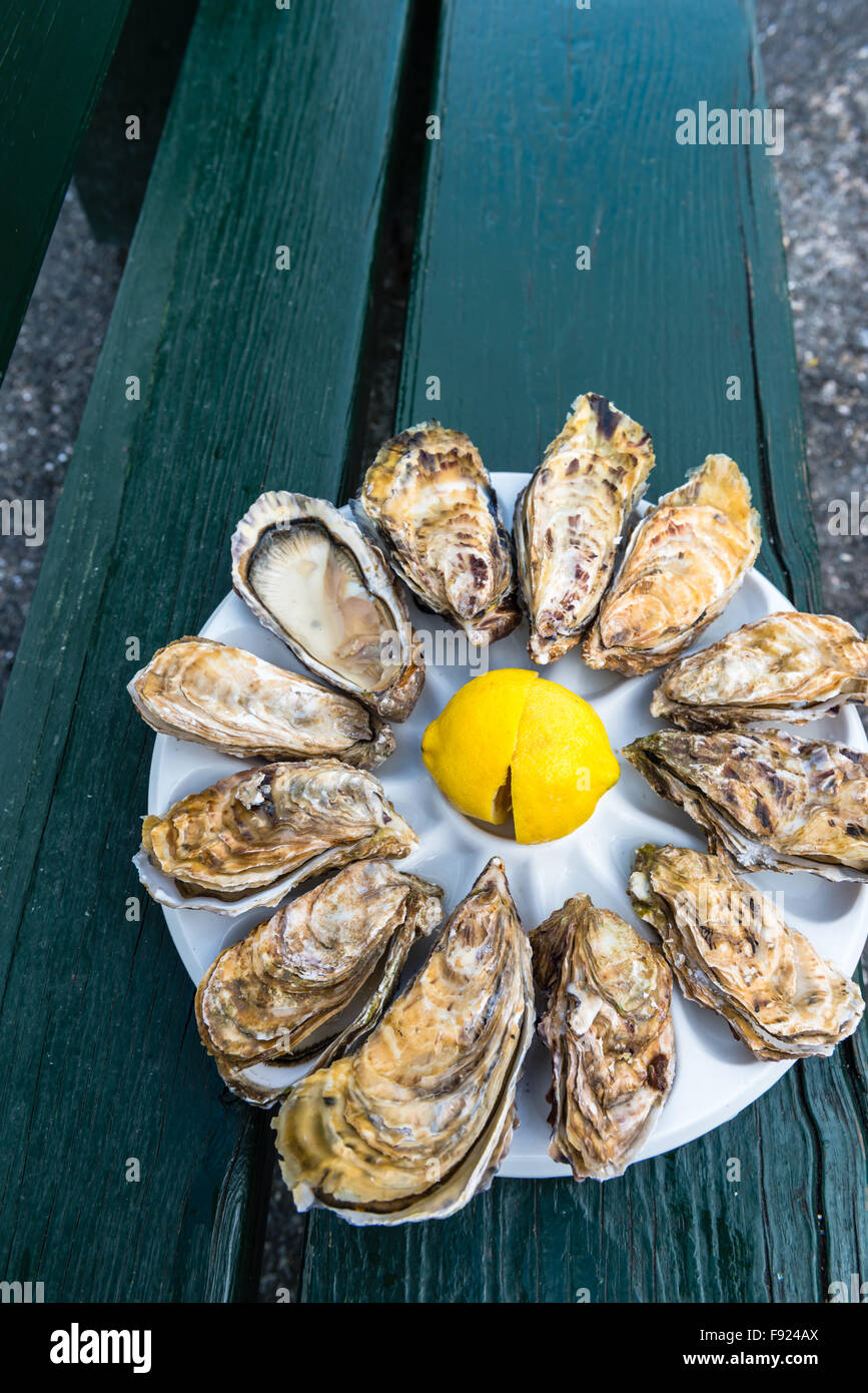 Une douzaine d'huîtres et un citron sur une plaque en plastique de manger à l'extérieur près de la mer Banque D'Images