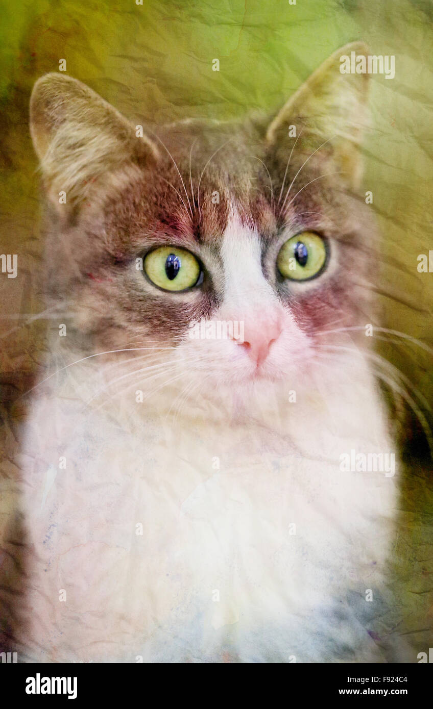 Beau chat aux grands yeux photographiés close up Banque D'Images Beau chat aux grands yeux photographiés close up Banque D'Images