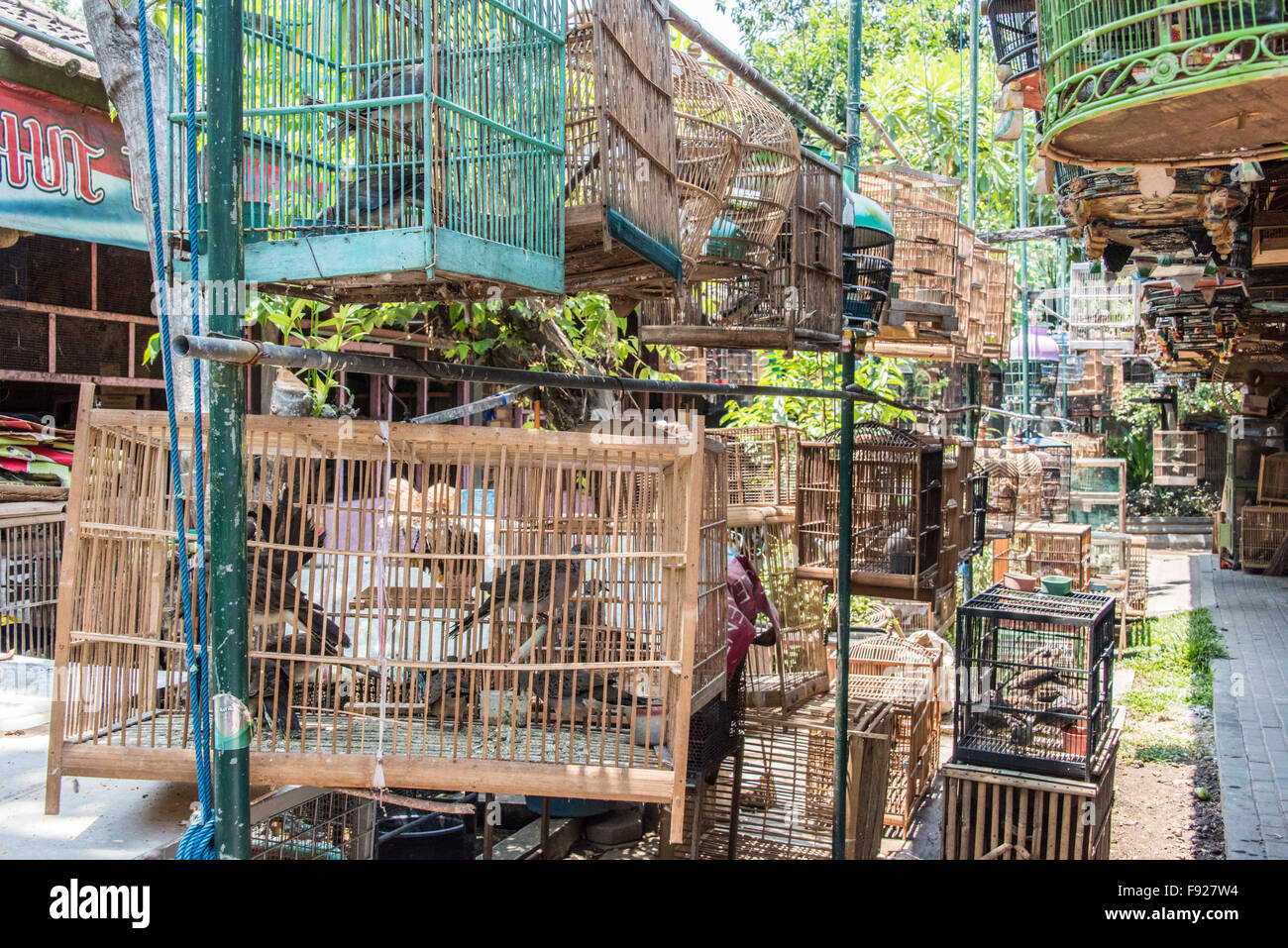 Cages d'oiseaux sauvages, oiseaux, marché Pasar Ngasem Yogyakarta, Java, Indonésie Banque D'Images