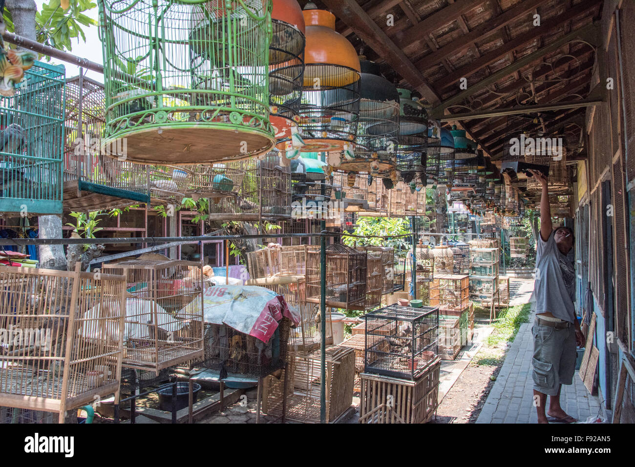Cages d'oiseaux sauvages, oiseaux, marché Pasar Ngasem Yogyakarta, Java, Indonésie Banque D'Images