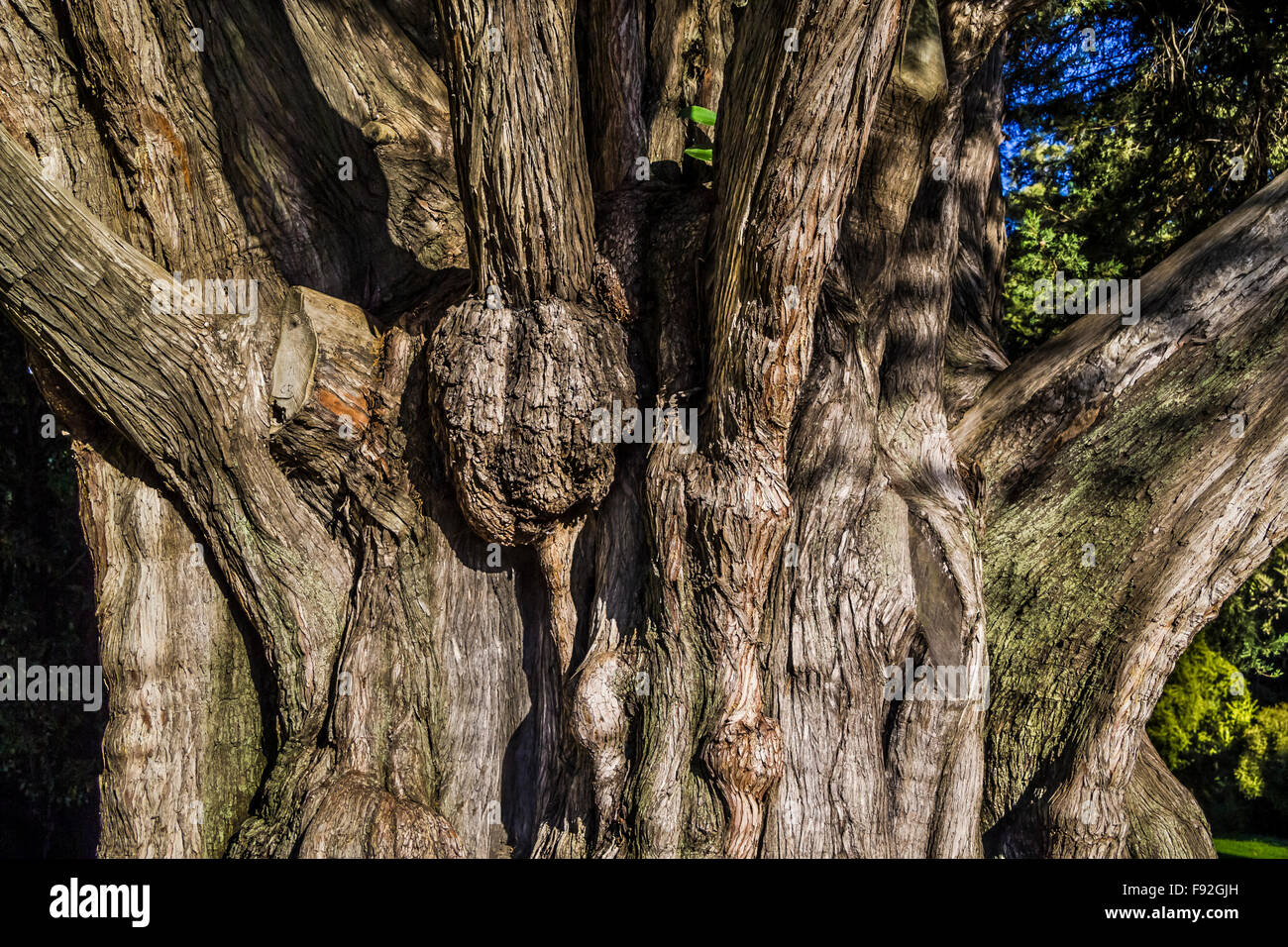 Vieux tronc noueux de l'arbre adulte dans les jardins botaniques, Melbourne, Australie Banque D'Images
