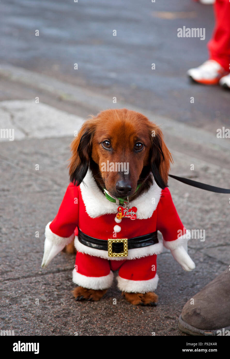 Edinburgh, Royaume-Uni. 13 Décembre, 2015. À l'ouest des Jardins de Princes Street, l'Écosse et du Père Noël Santa's Little Helpers ran marchait et se promenaient autour de West Princes Street Gardens. L'Edinburgh Santa Fun Run & marche recueille des fonds pour le 'quand vous le désirez sur une étoile' charity Banque D'Images