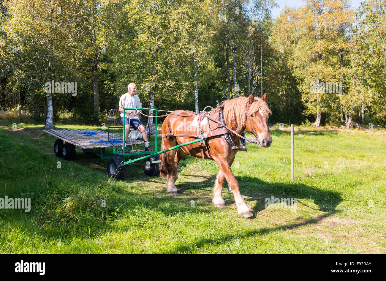 Fenaison Banque D'Images
