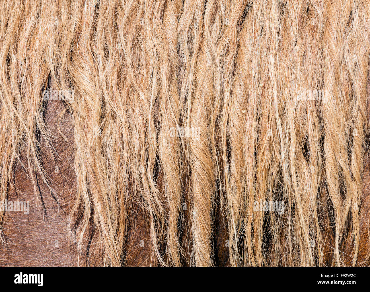 Crinière de chevaux Banque D'Images