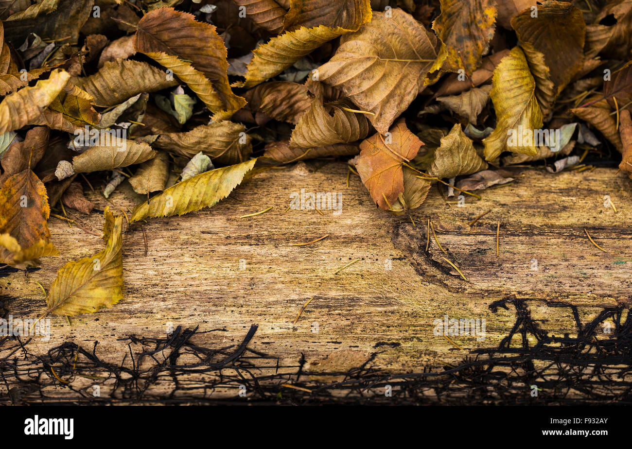 Automne fond thème dans la nature. Banque D'Images