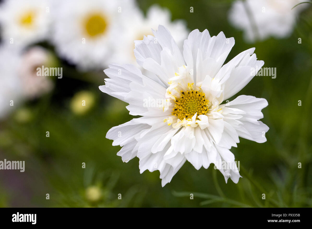 Cosmos bipinnatus 'Snow Puff' fleurs. Banque D'Images