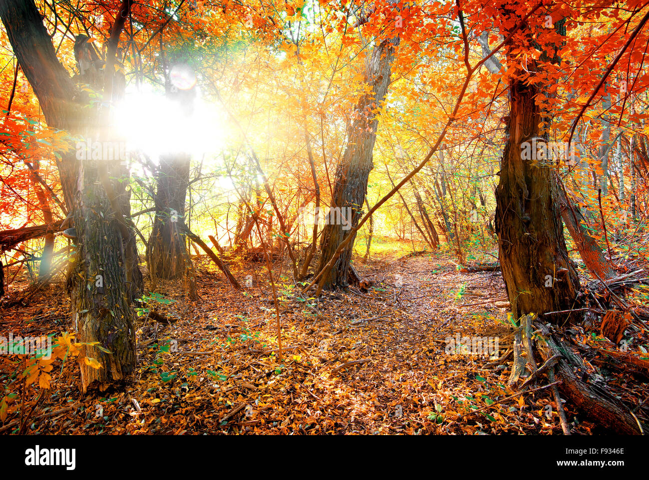 Couleurs d'automne en forêt calme Banque D'Images