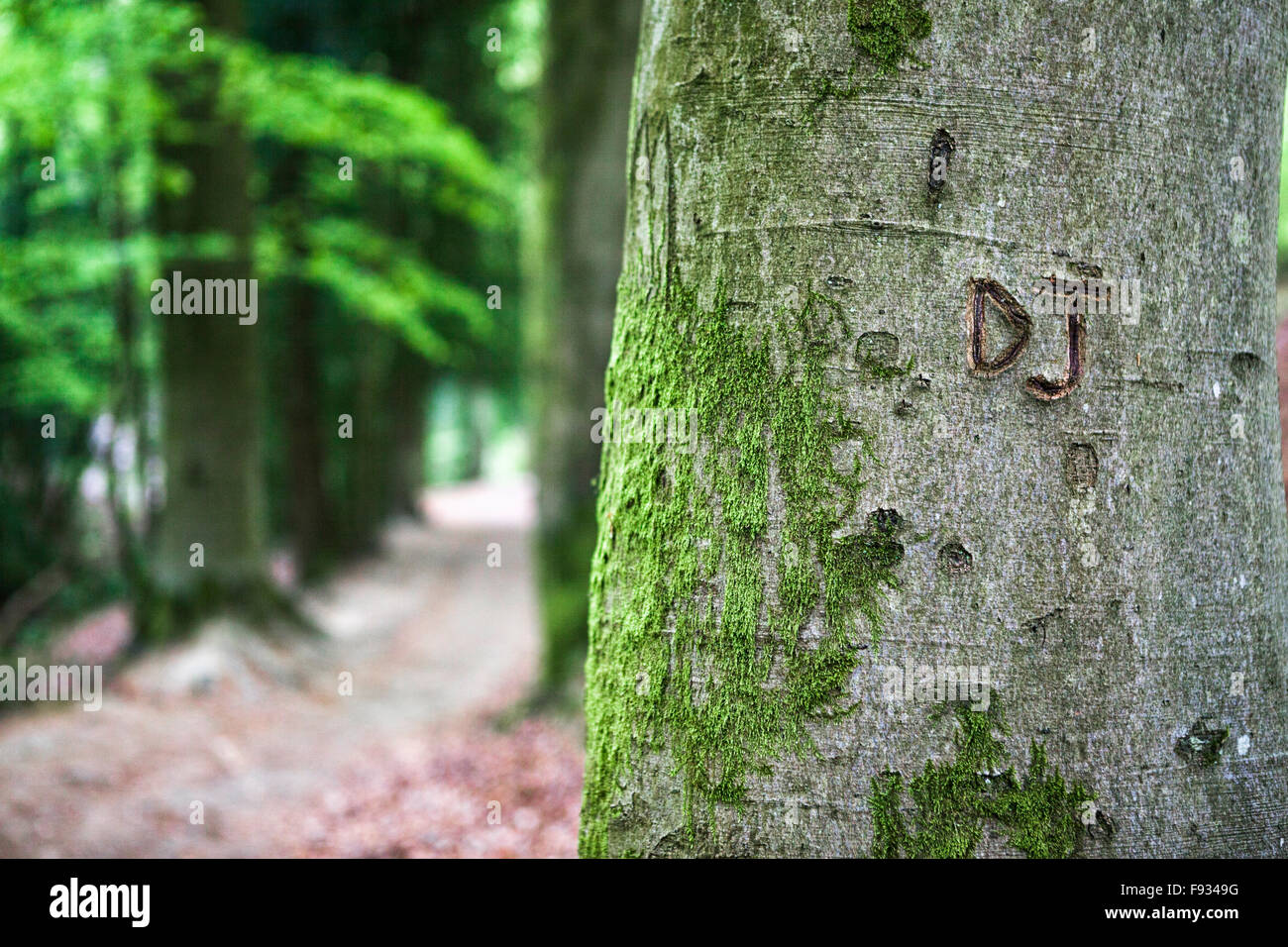 DJ initiales sculptée dans un bois de hêtre en anglais. Banque D'Images