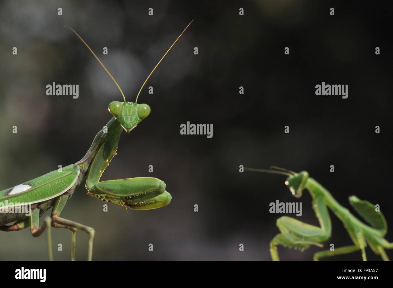 Deux de couleur verdâtre Praying Mantis, Écosse (mantes religieuses, mantes) en arrière-plan sombre dans l'humeur enjouée à Noida, Uttar Pradesh, Inde Banque D'Images