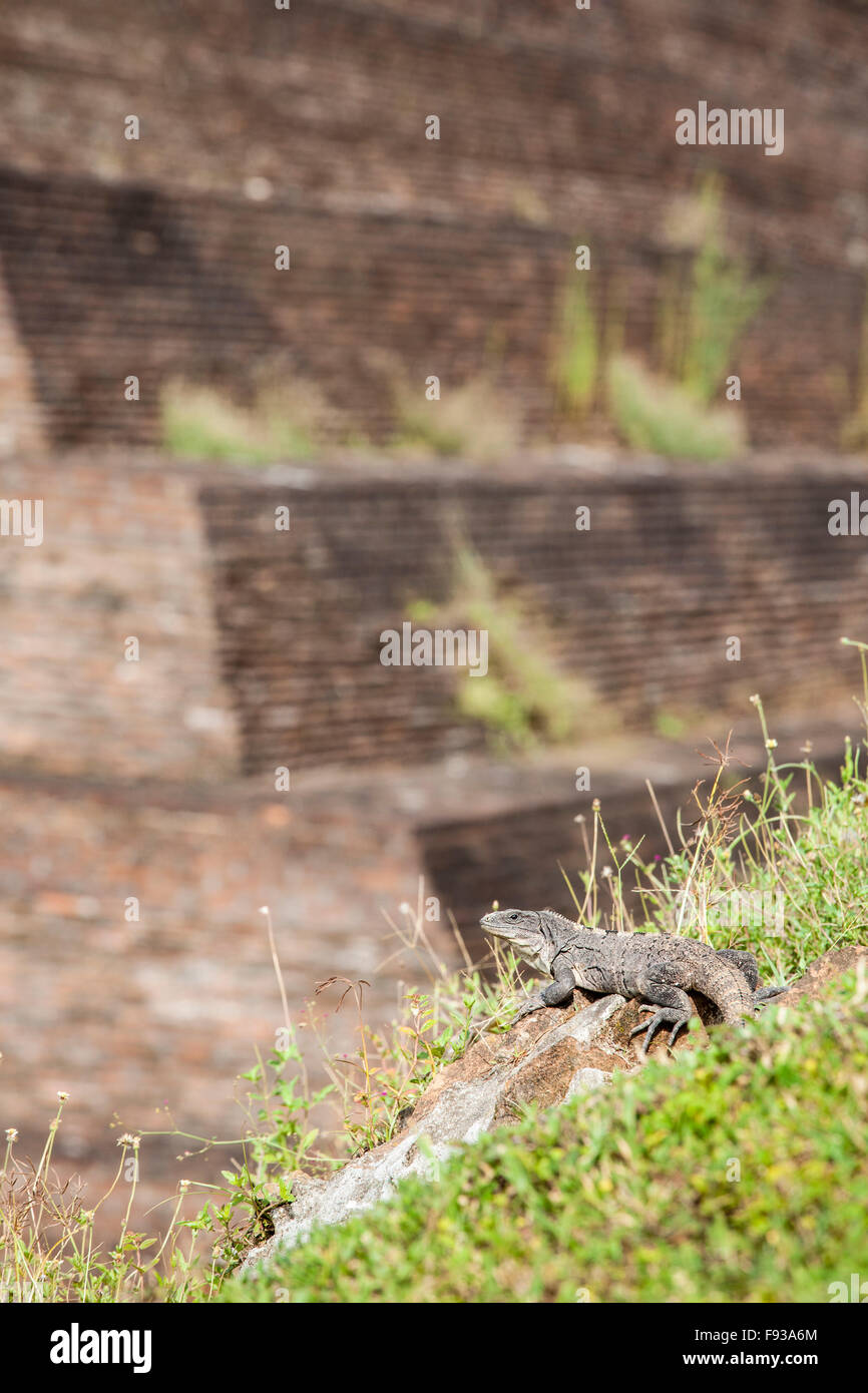 Un iguane près de la pyramide à la ruines mayas de Comalcalco, Tabasco, Mexique. Banque D'Images