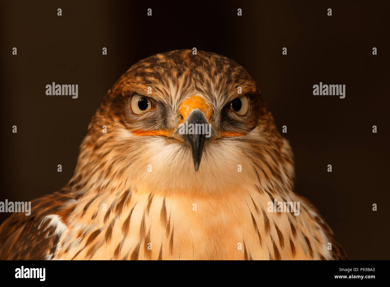 Un portrait d'un aigle Banque D'Images