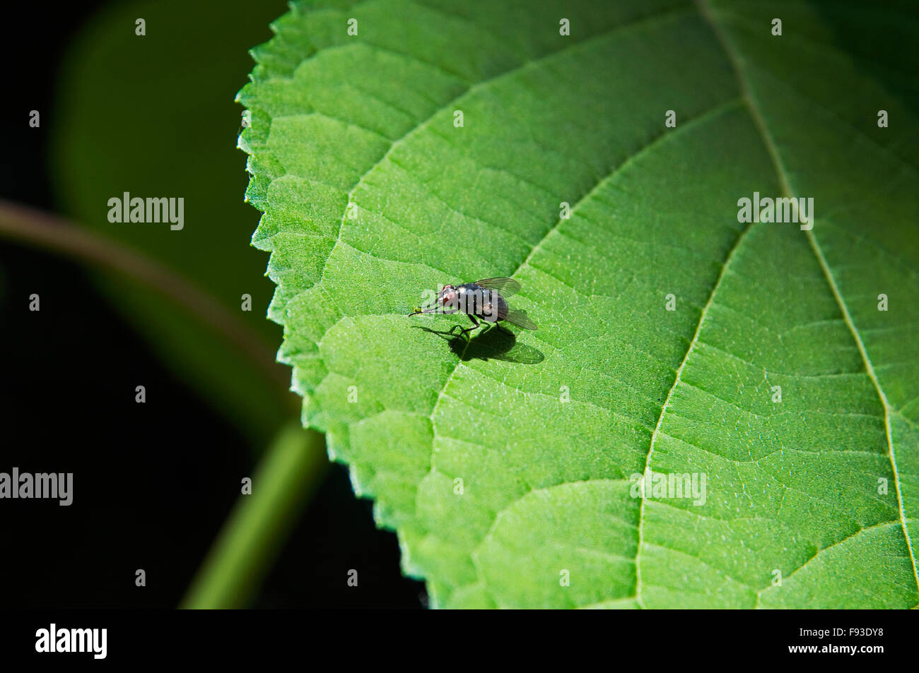 Une photographie d'une bouteille verte voler sur une feuille Banque D'Images