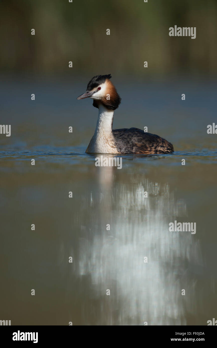 Grèbe huppé (Podiceps cristatus ) nage sur une étendue d'eau naturelle, de belles réflexions lumineuses en face de lui. Banque D'Images