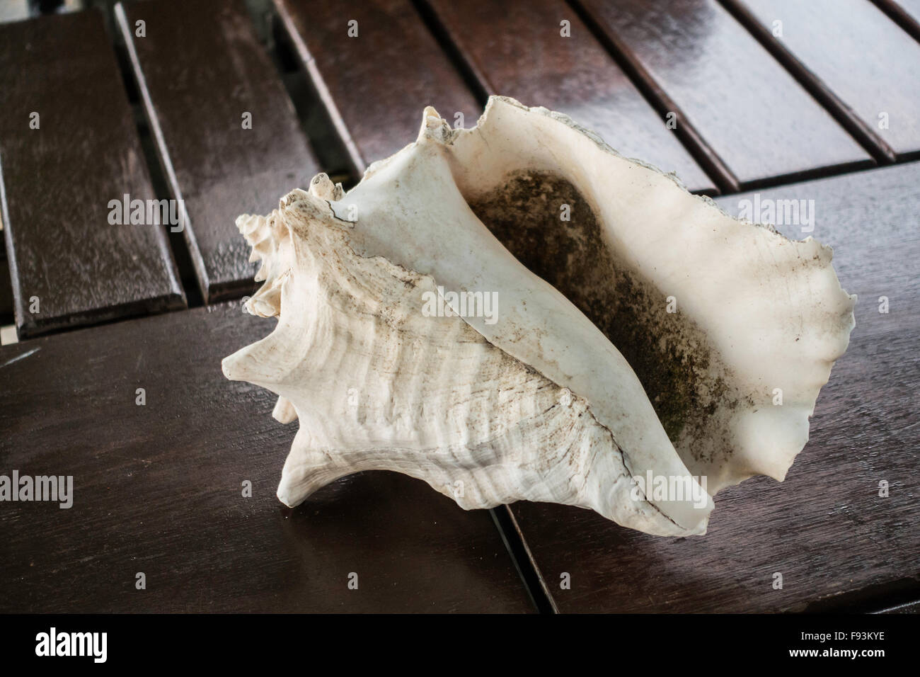 Une coquille de conque allongée sur une table en bois dans la région de Sainte Croix, Îles Vierges des États-Unis. USVI, U.S.V.I. Banque D'Images