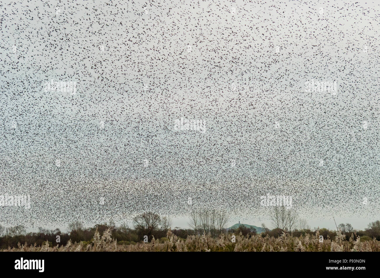 [Starling Sturnus vulgaris] murmuration. Ordre croissant de repos se trouvant dans les roseaux. Tor de Glastonbury sur l'horizon. Somerset, Royaume-Uni. Décembre. Banque D'Images