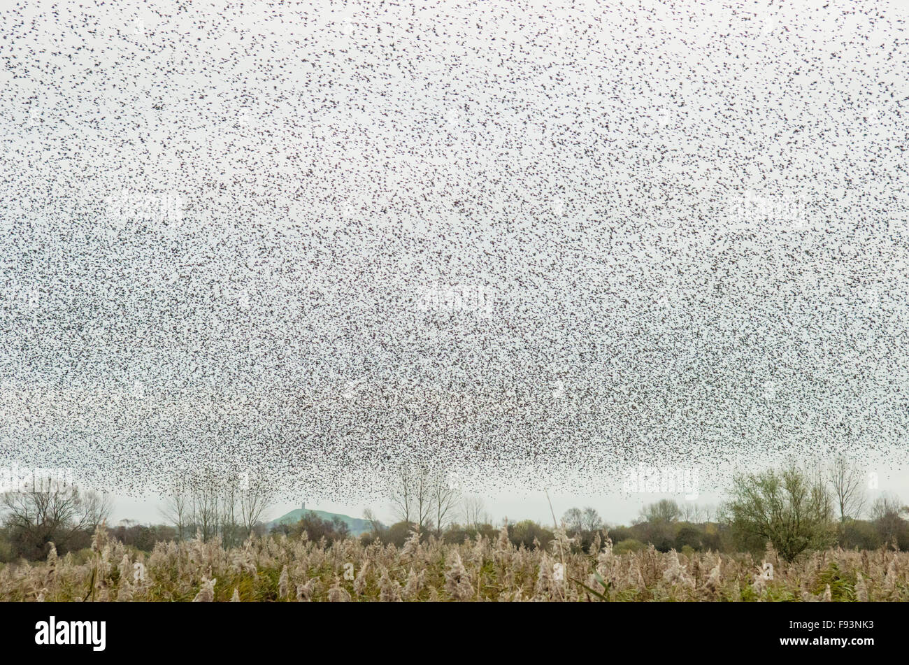 [Starling Sturnus vulgaris] murmuration. Ordre croissant de repos se trouvant dans les roseaux. Tor de Glastonbury sur l'horizon. Somerset, Royaume-Uni. Décembre. Banque D'Images